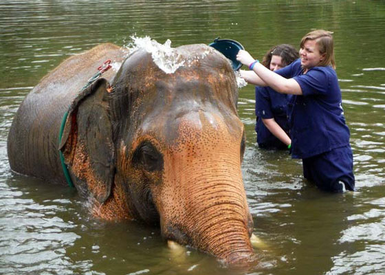 ATV Bike &  Elephant Bathing Tours