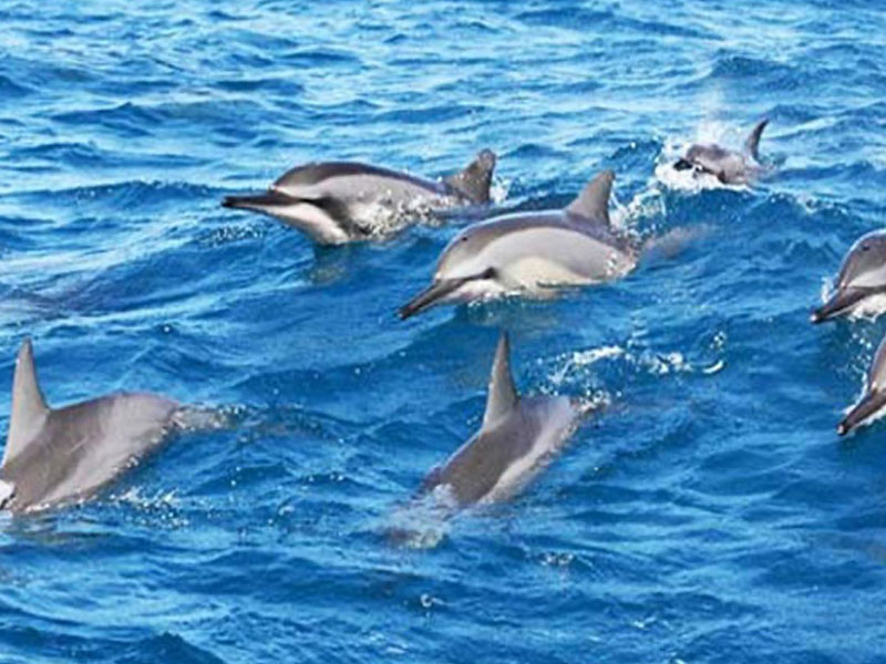 Private  Dolphin Spotting Tour