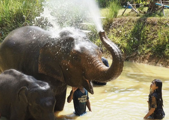 Phuket   Elephant Bathing Tours