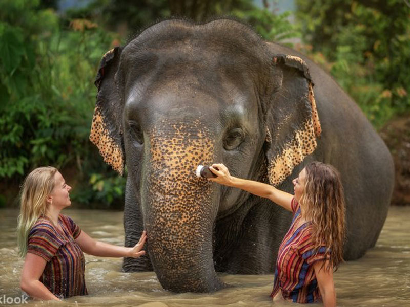Phuket   Elephant Bathing Tours