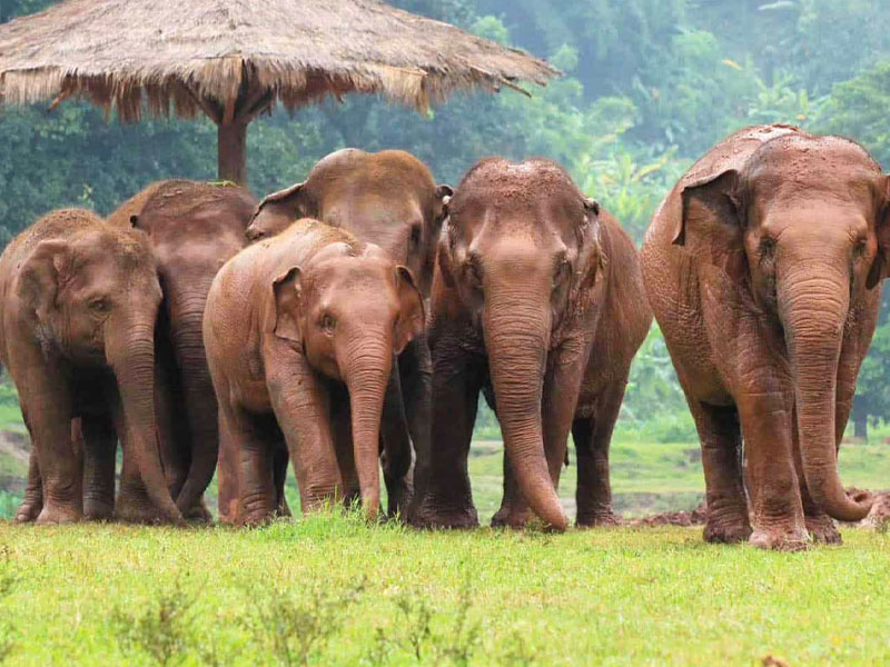 Elephant  Sanctuary Park