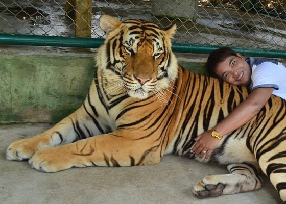 Tiger Kingdom Tours Phuket