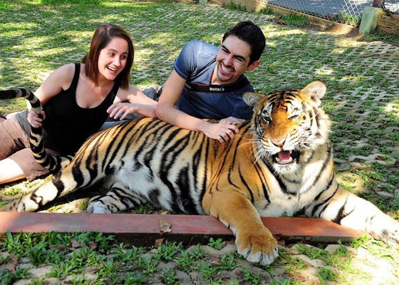 Tiger Kingdom Tours Phuket