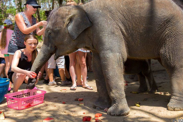 Elephant Jungle Sanctuary Park