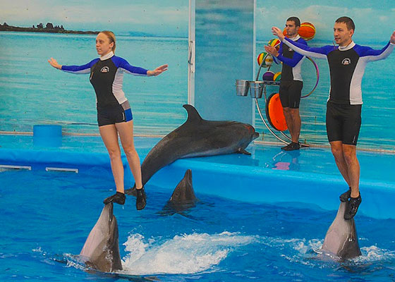 Phuket Dolphin Show Tours