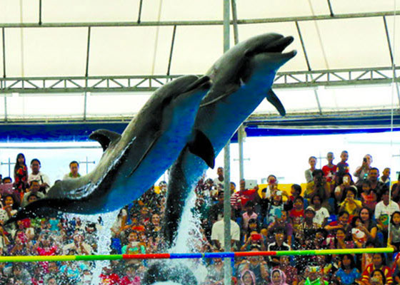 Phuket Dolphin Show Tours