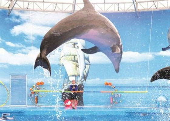 Phuket Dolphin Show Tours