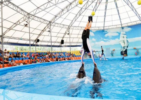 Phuket Dolphin Show Tours