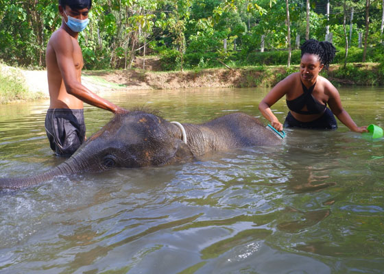 Elephant Wildlife Sanctuary