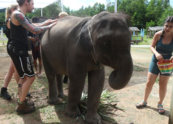 Elephant Wildlife Sanctuary