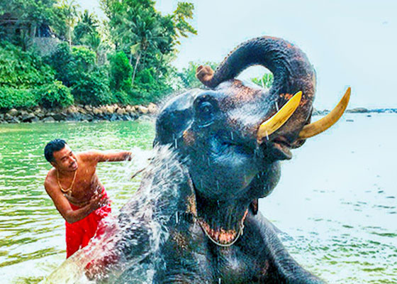 Phuket Elephant Tours