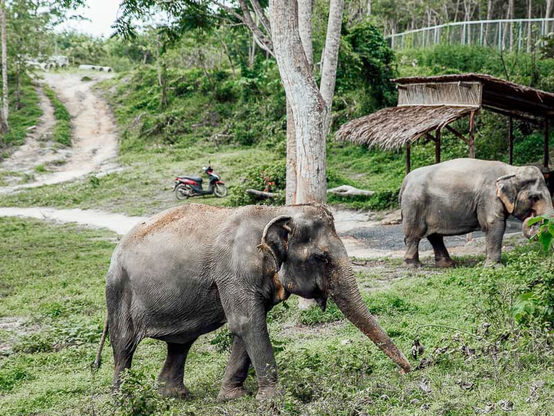 Elephant  Sanctuary Park