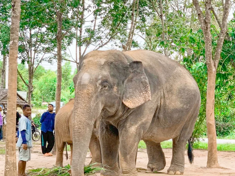 Elephant  Sanctuary Park