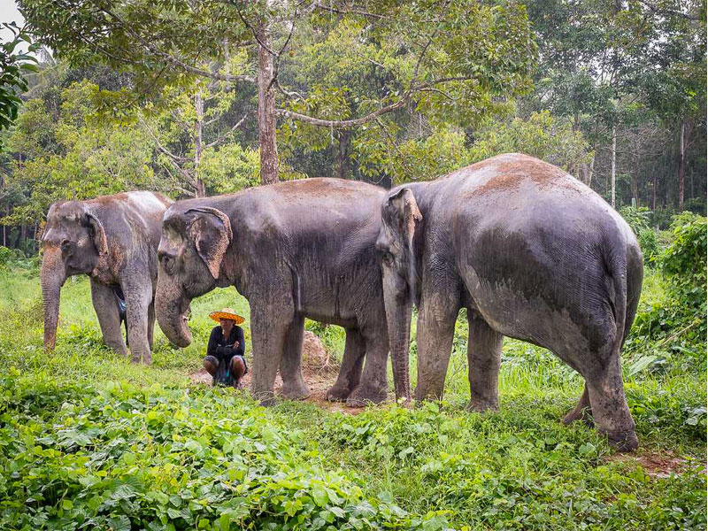 Elephant  Sanctuary Park