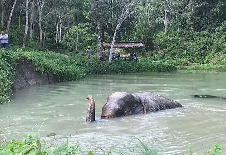 Elephant  Sanctuary Park