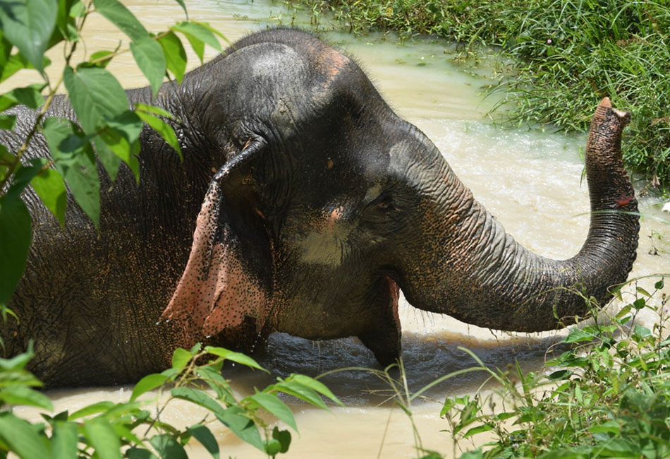 Elephant  Sanctuary Park