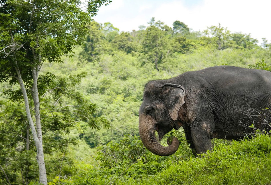 Elephant  Sanctuary Park