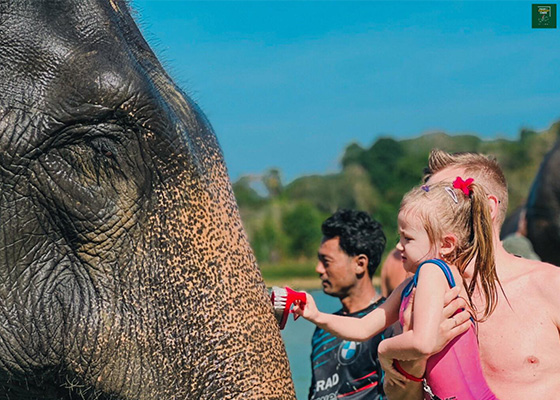 Phuket Elephant Care Sanctuary Tour