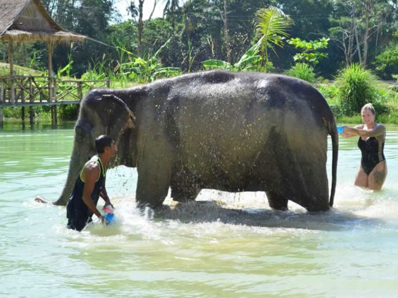 Phuket   Elephant Bathing Tours