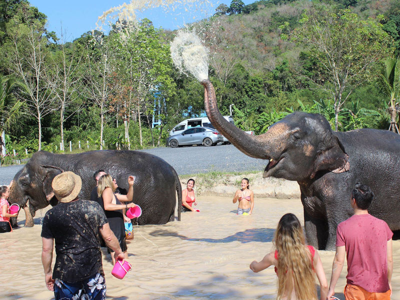 Phuket   Elephant Bathing Tours