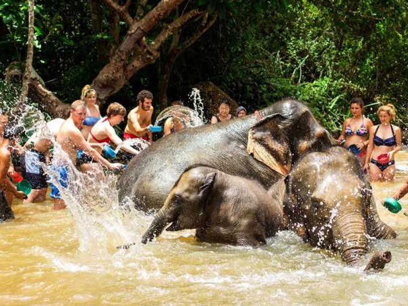 Phuket   Elephant Bathing Tours