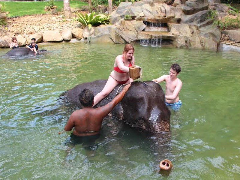 Phuket Elephant Bathing Tours