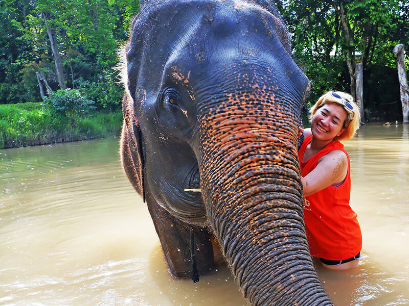 Phuket Elephant Bathing Tours