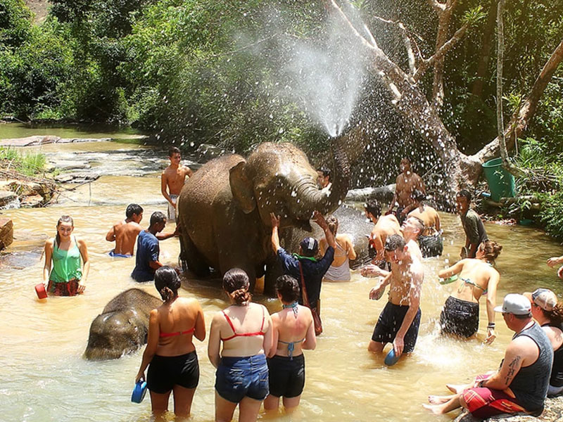 Phuket Elephant Bathing Tours