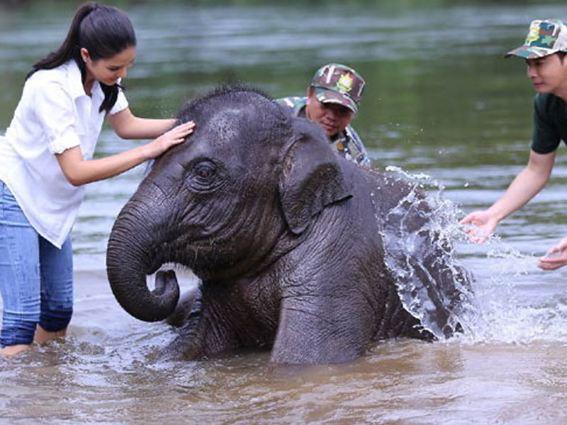 Phuket Elephant Bathing Tours