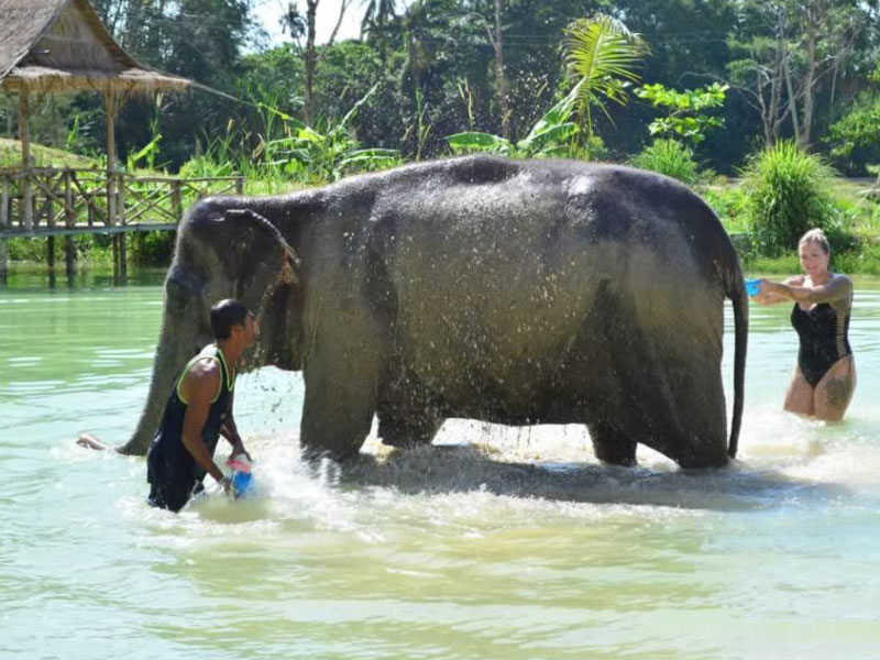 Phuket Elephant Bathing Tours