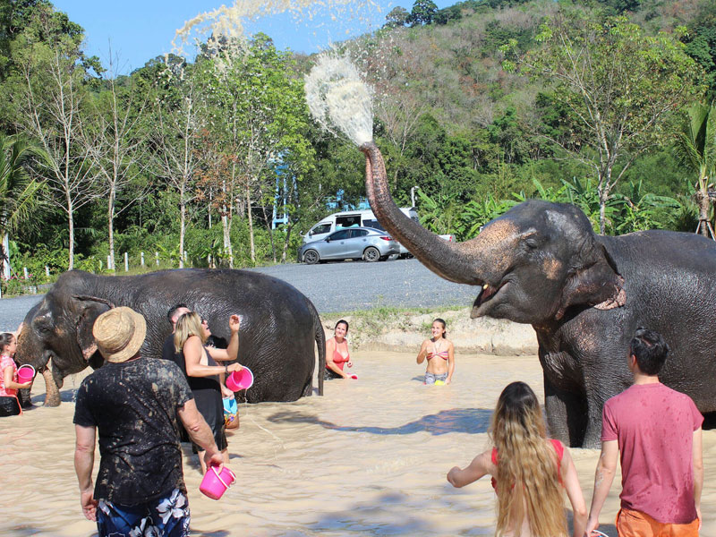 Phuket Elephant Bathing Tours