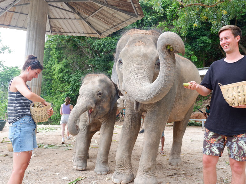 Phuket Elephant Bathing Tours