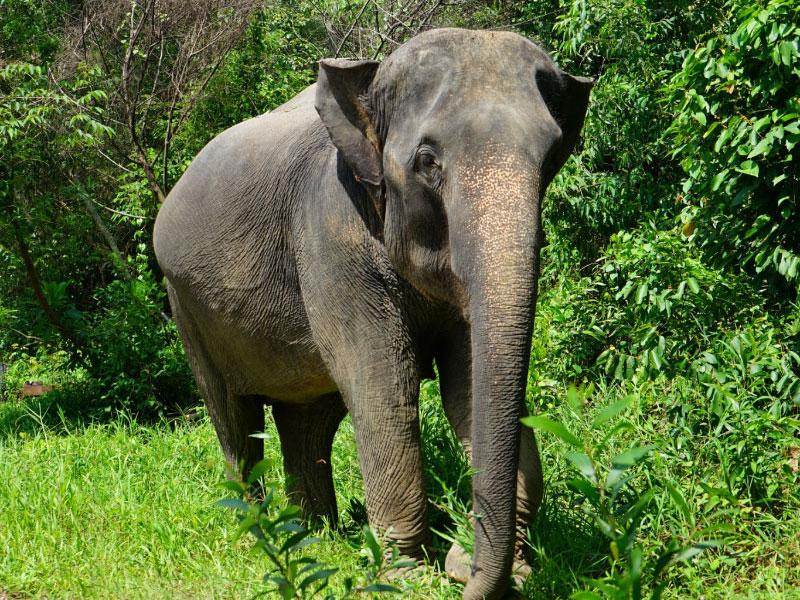 Phuket Elephant Bathing Tours