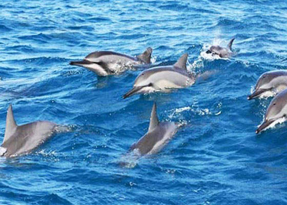 Private Boat Tour with Dolphin Spotting & Snorkeling